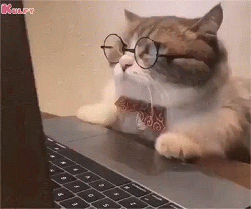 Serious Cat Work From Home GIF