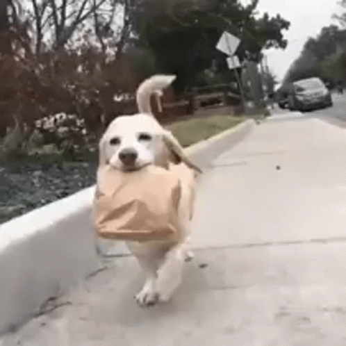 Serious Dog Biting Lunch Time Food GIF