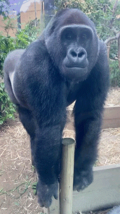 Serious Gorilla on Wooden Post