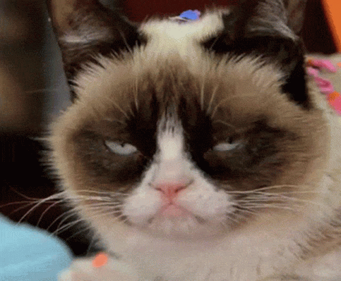 Serious Grumpy Cat Looking at Camera