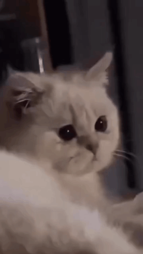 Serious White Cat Looking at Camera