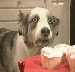 Seriously Face Ptsd Dog GIF