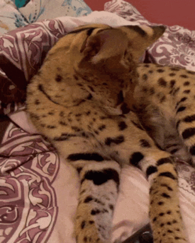 Serval Cat Pass Out GIF