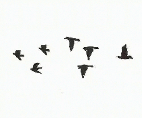 Seven Black Bird Flying GIF