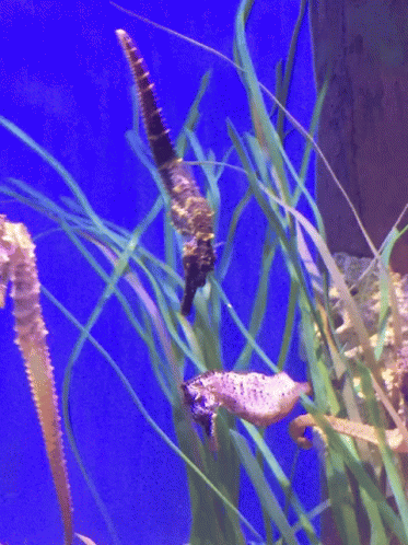 Several Seahorses Are Swimming In A Tank With Tall Grass GIF