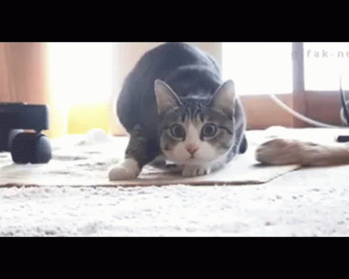 Sevilla Fc Cat Meme GIF