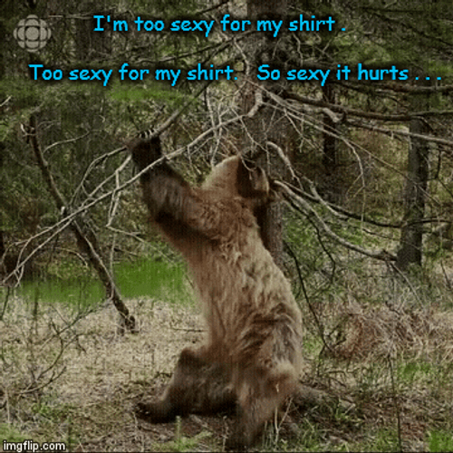 Sexy Funny Bear Scratching Back GIF