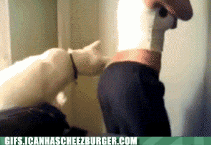 Sexy Funny Cat Scratching Bum GIF
