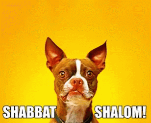 Shabbat Shalom Brown Pitbull Dog GIF