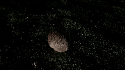Shadow of Person on Dark Grassy Field