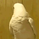 Shake Head No Way Bird GIF