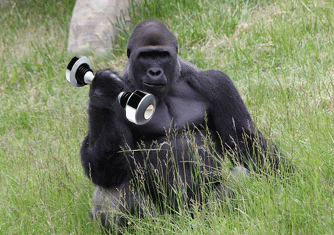 Shake Weight Gorilla Workout Meme GIF