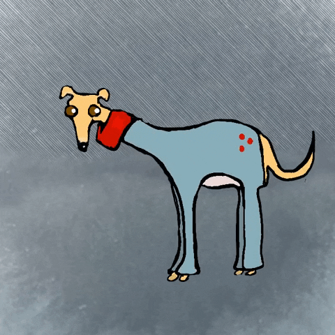 Shaking Cold Greyhound On Sweater GIF
