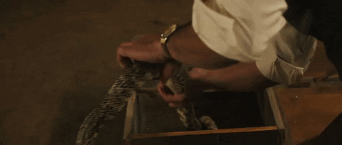 Shaking Guy Gets The Snake GIF