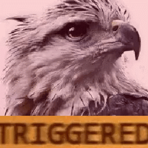 Shaking Triggered Hawk GIF