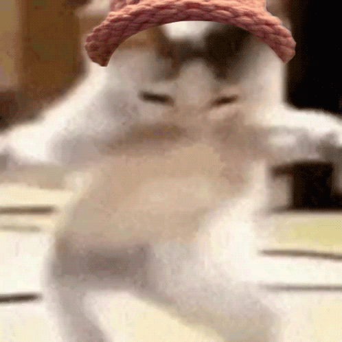 Shaky Cat Dancing Meme GIF