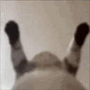 Shaky Cat Dancing Meme GIF