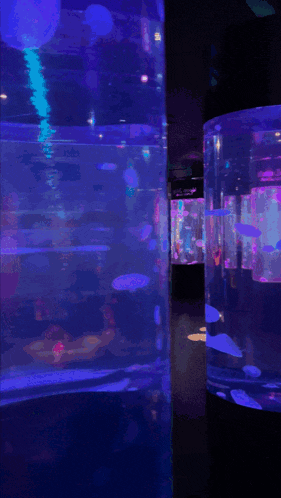 Shalymar Shagarita Gif GIF