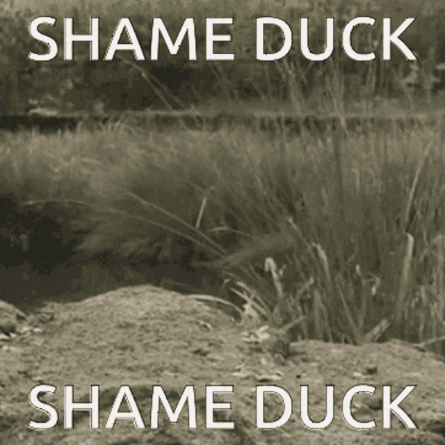 Shame Duck Embarrassed GIF