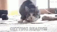 Shaquille O'neal And Cat Wiggling Getting Ready GIF