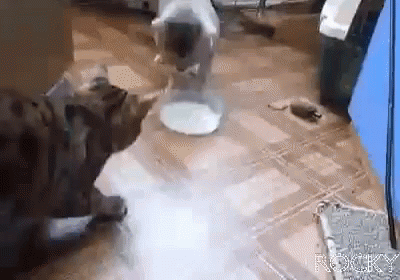 Share Drink Milk Sweet Cats GIF