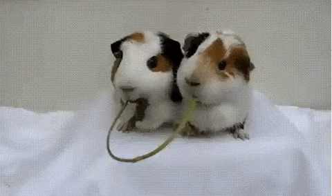 Share Food Guinea Pigs Kiss GIF