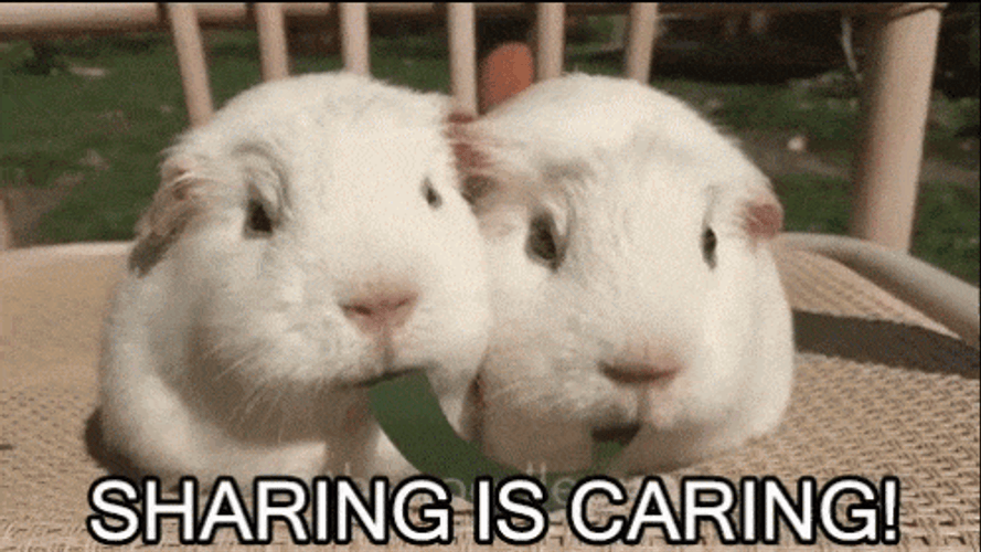 Sharing Is Caring Hamster Sharing Food GIF