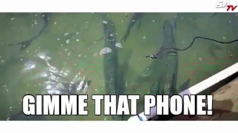 Shark Attack Gimme That Phone Funny Meme GIF