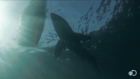 Shark Attack Gonna Need A Bigger Boat GIF