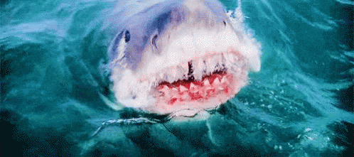 Shark Attacking Man on Boat Saying RCA