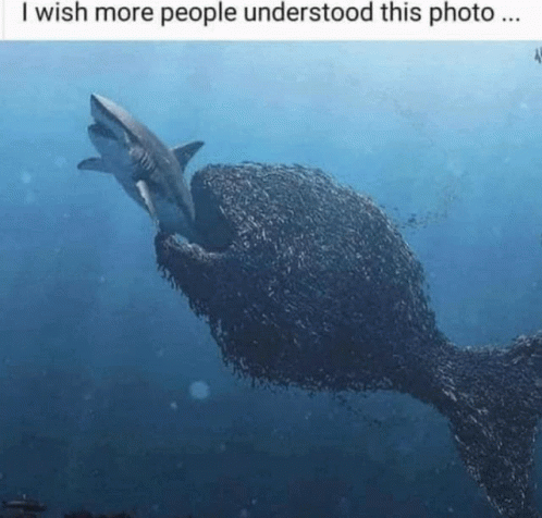 Shark Eating Fish I Wish More People Understood