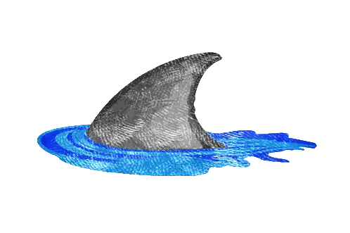 Shark Fin Floating in Water
