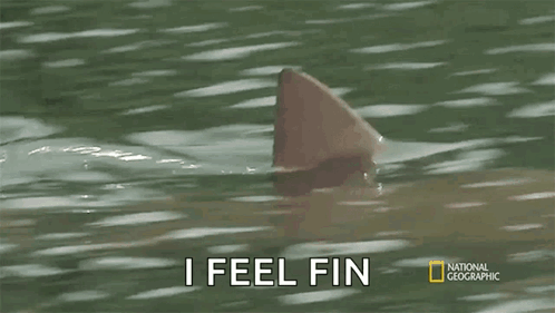 Shark Fin Saying I Feel Fin