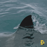 Shark Fin Swimming Around Ocean GIF