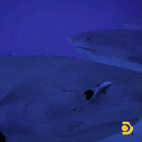 Shark Fish Swimming Away GIF