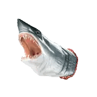 Shark Head With Open Mouth
