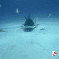 Shark Hungry Chomp Eating Fish GIF