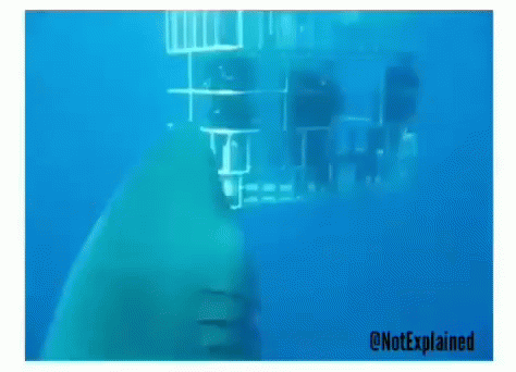 Shark In Cage GIF