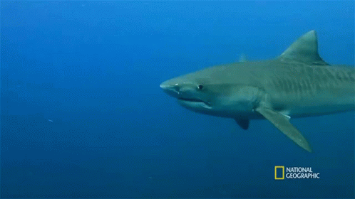 Shark In National Geographic Ad GIF
