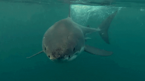 Shark Injured Approaching Attack GIF