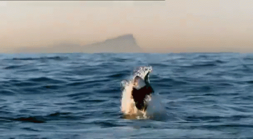 Shark Jumping Out Of Ocean GIF
