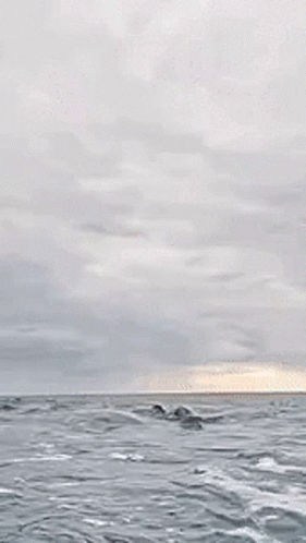 Shark Jumping Out Of Water Eating Fish GIF