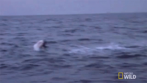 Shark Jumping Out of Water Saying Hiiiiii