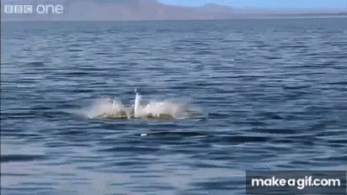 Shark Jumping Out of Water Splashing