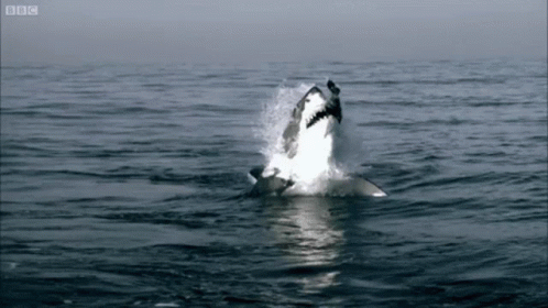 Shark Jumping Out Of Water With BBC Logo GIF