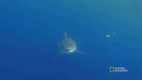 Shark On National Geographic GIF