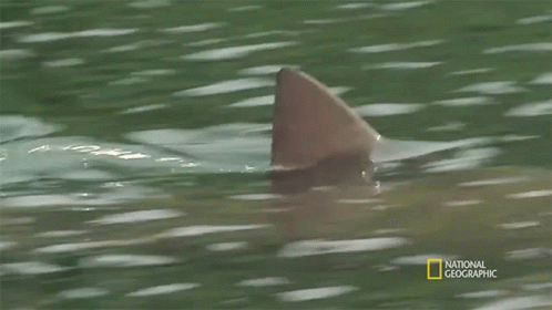 Shark's Fin National Geographic Advertisement GIF