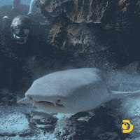 Shark Swimming Away From Diver GIF