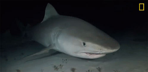 Shark Swimming In Darkness GIF