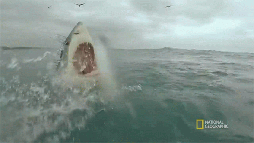 Shark Swimming In Ocean GIF